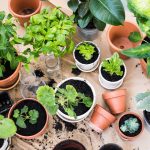 Best 10 Plant Nurseries In Malaysia For All Your Indoor Plant