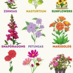 Best Annuals Flowers In Your Garden | Annual Flowers, Flower Bed
