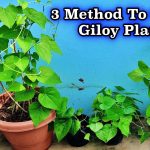Best & Easy Method To Grow Giloy Plant At Home || Three Way To Grow Giloy  Plant At Zero Cost