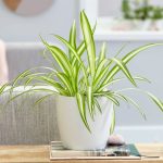 Best Indoor House Plants 2022: Aloe Vera To Spider Plants | British Gq