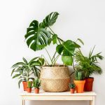 Best Indoor House Plants Perfect For Beginners – Fed & Fit