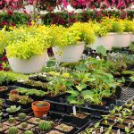 Best Plant Nursery Near Me | Biggest Plant Nursery At Your Nearby