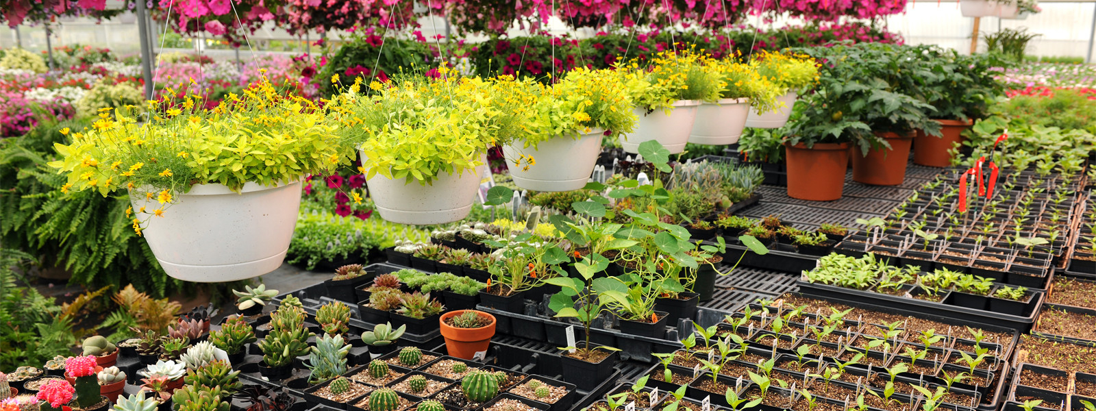 Best Plant Nursery Near Me | Biggest Plant Nursery At Your Nearby