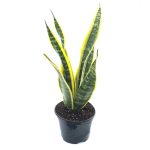 Best Snake Plant Price & Reviews In Malaysia 2022