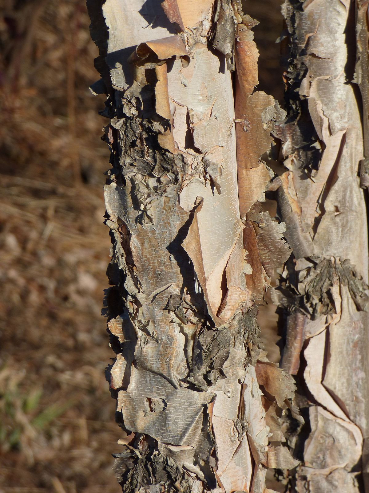 Betula Nigra – Wikipedia