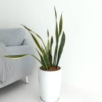 Big Snake Plant In Tall Ceramic Pot