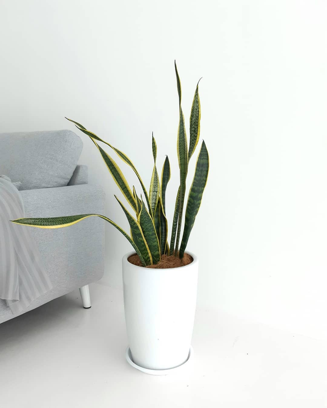 Big Snake Plant In Tall Ceramic Pot