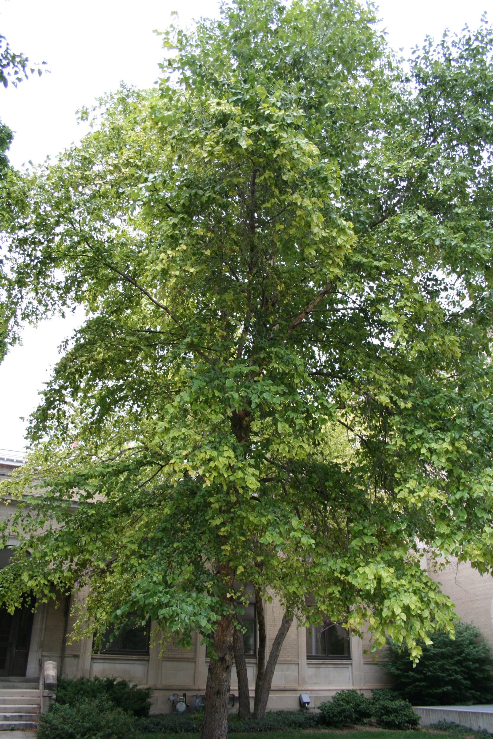 Birch, River | Nebraska Forest Service