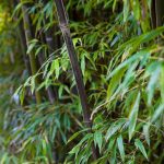 Black Bamboo: Care And Growing Guide