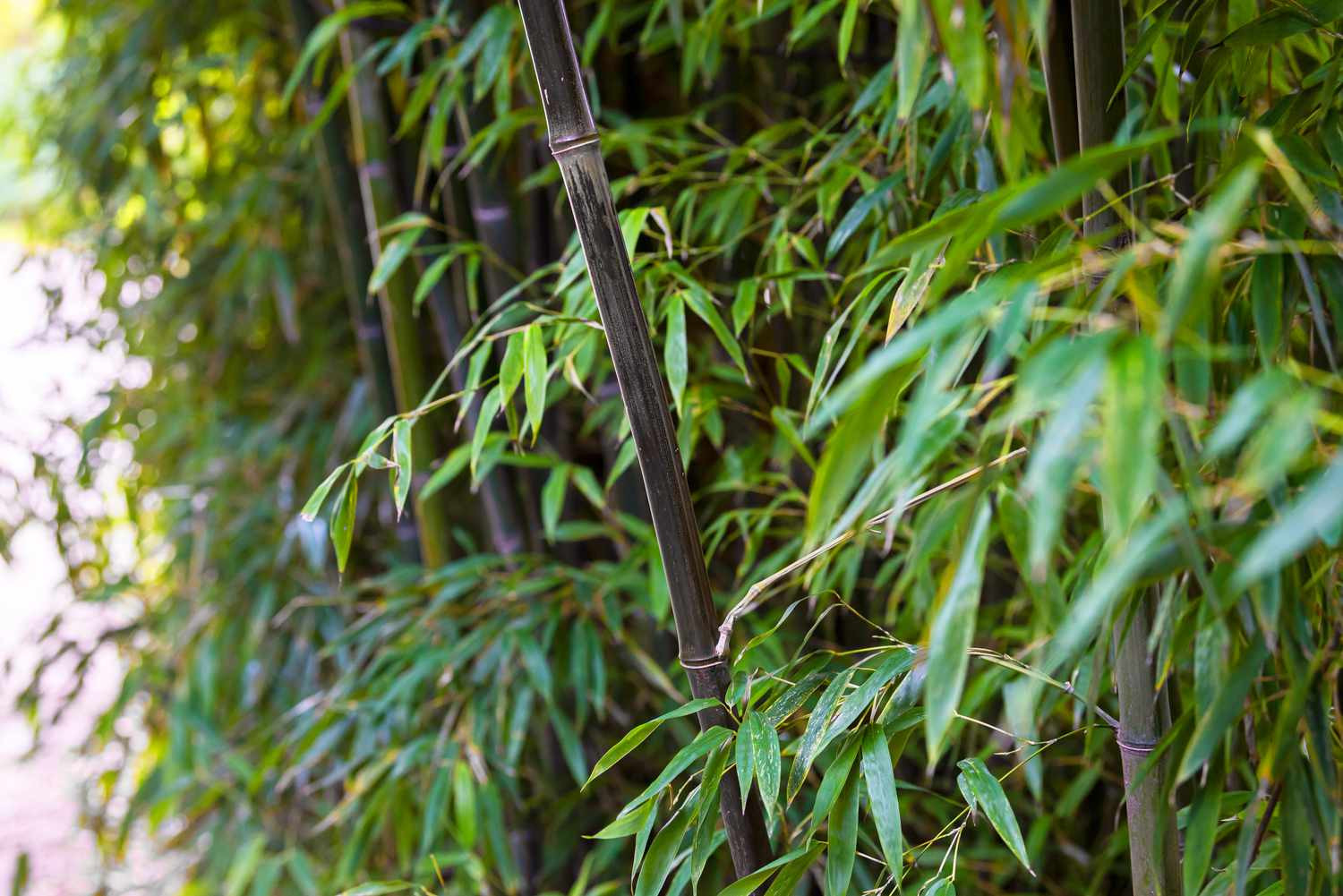 Black Bamboo: Care And Growing Guide