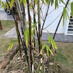 Black Bamboo Plant, Furniture & Home Living, Gardening, Plants