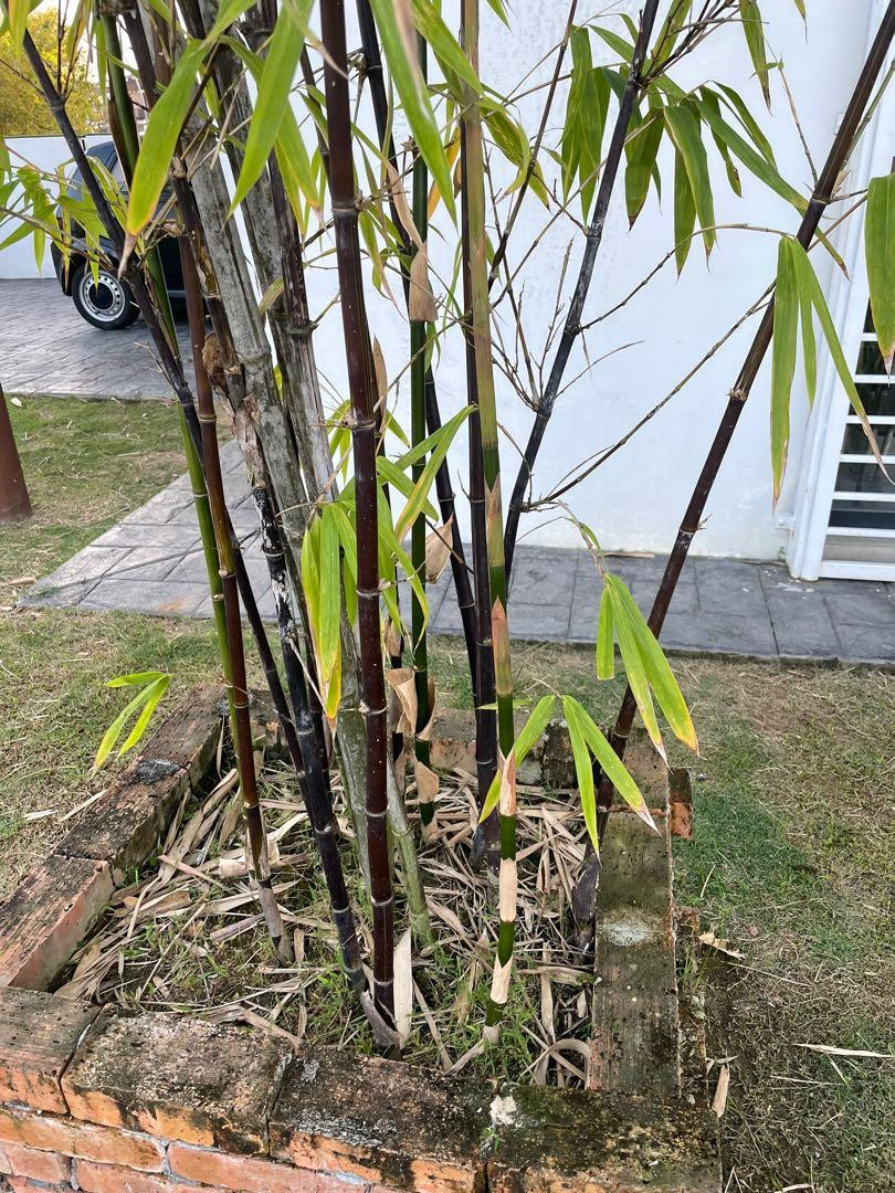 Black Bamboo Plant, Furniture & Home Living, Gardening, Plants