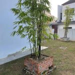 Black Bamboo Plant, Furniture & Home Living, Gardening, Plants