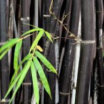 Black Bamboo Plants - How To Care For Black Bamboo In Gardens