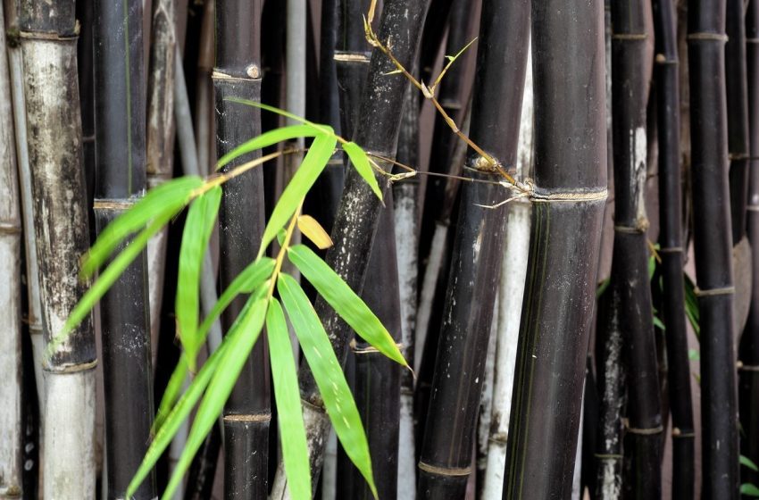  Black Bamboo Plant