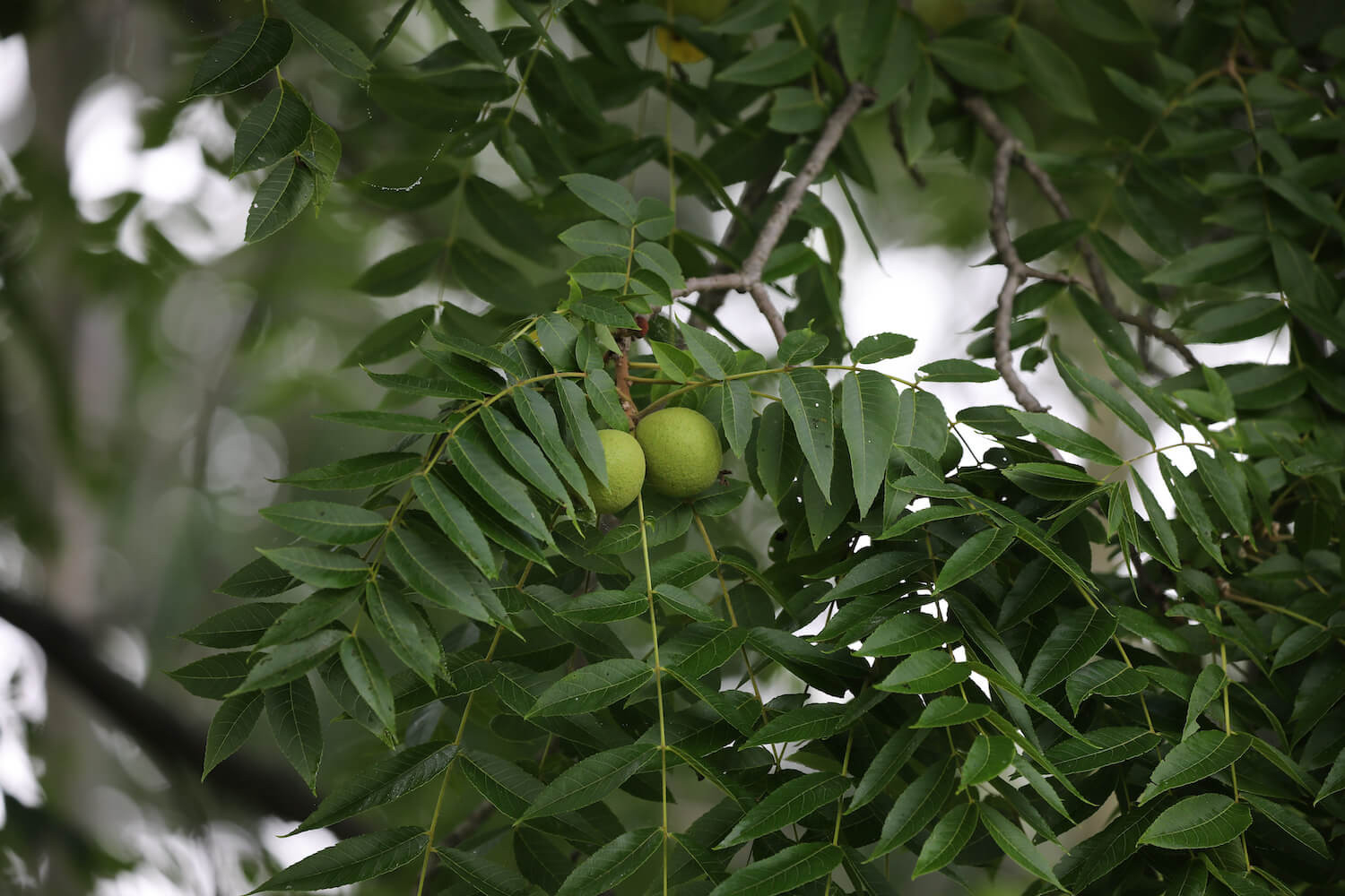 Black Walnut: Growing, Care & Harvest – Plantura
