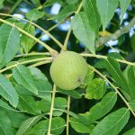 Black Walnut (Juglans Nigra) – British Trees – Woodland Trust