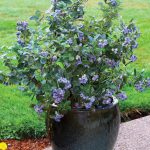 Blueberry Bushes, Planting & Aftercare – Chris Bowers