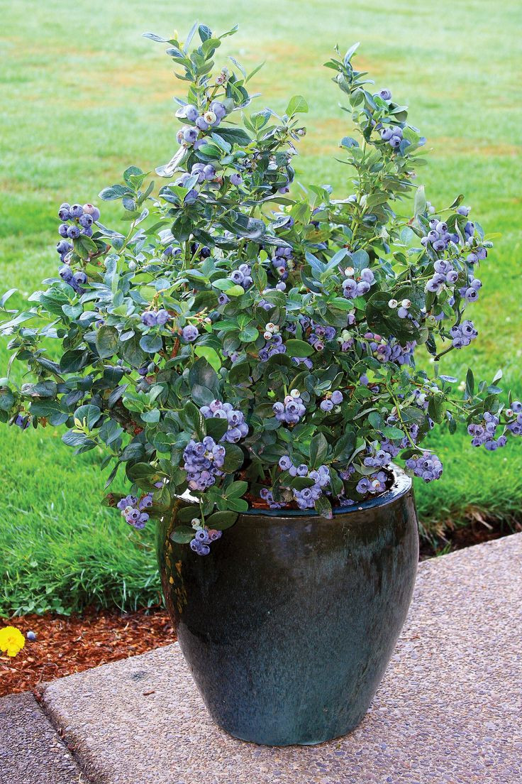 Blueberry Bushes, Planting & Aftercare – Chris Bowers