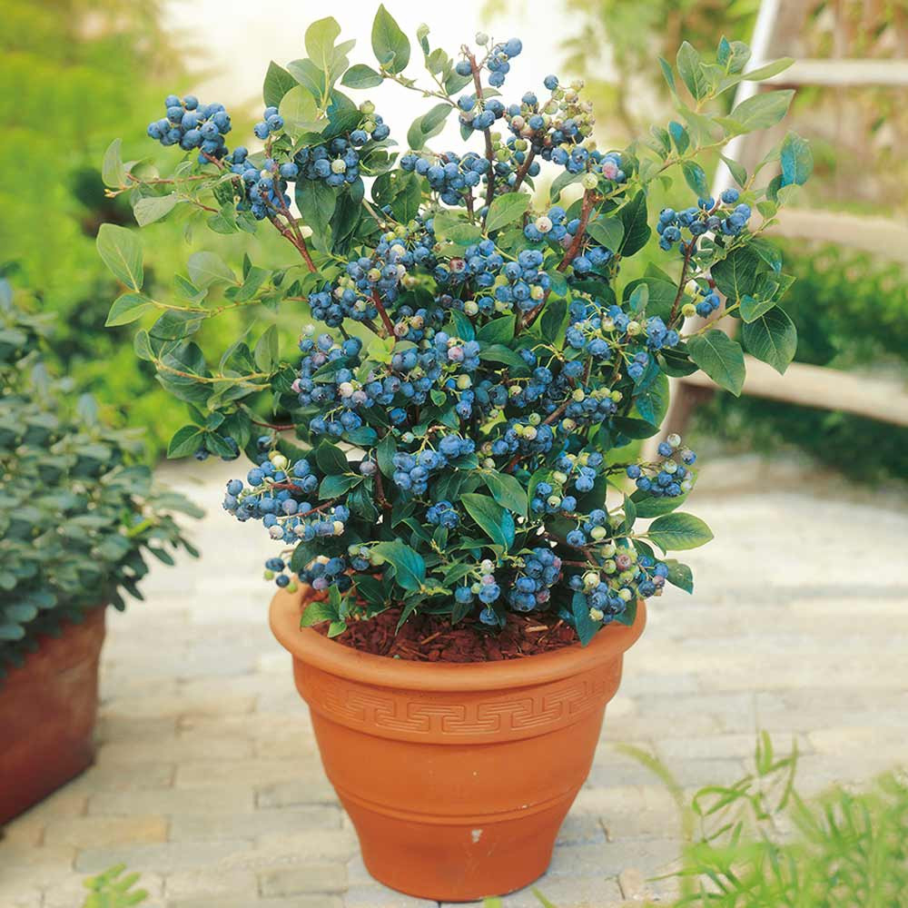 Blueberry Plants - Collection | Dobies