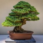 Bonsai Tree Care And Maintenance – Two Peas In A Condo