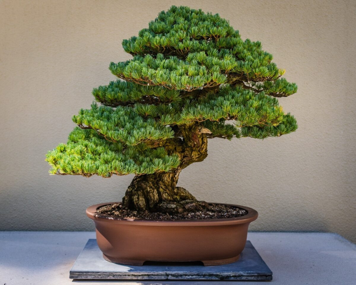 Bonsai Tree Care And Maintenance - Two Peas In A Condo