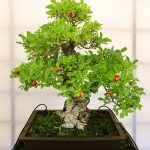 Bonsai – Wikipedia