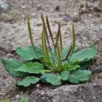 Broadleaf Plantain (Plantago Major) | Herbalism