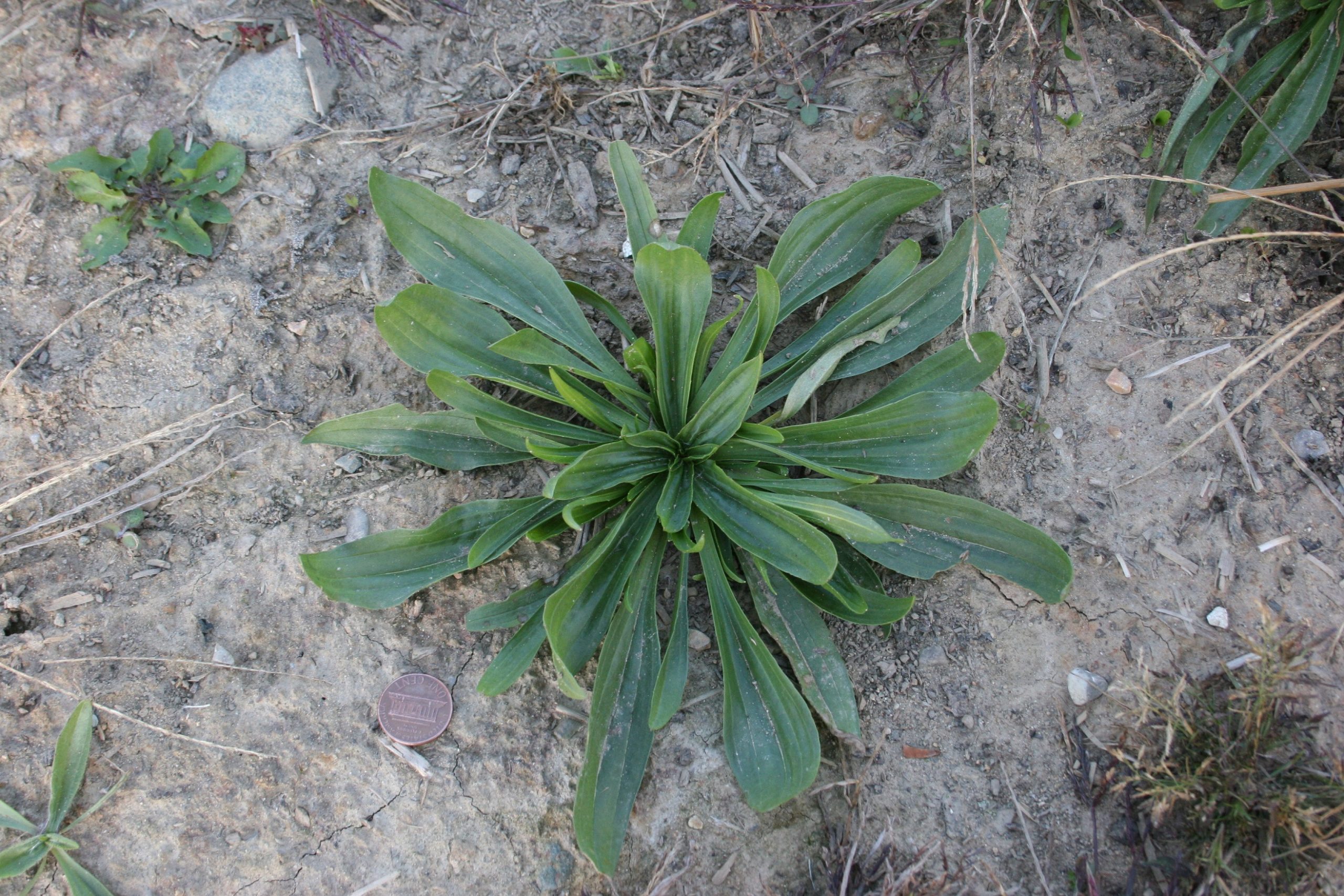 Buckhorn Plantain – Plantago Lanceolata – Plant & Pest Diagnostics