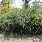 Buckthorn: How Can A Shrub Be So Harmful? | Friends Of The