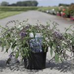Buddleja Davidii 'Wisteria Lane' – Buy Plants At Coolplants
