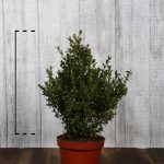 Buis – Arbustes Conteneur 30 40 Cm