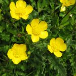 Buttercup | Plant Lore