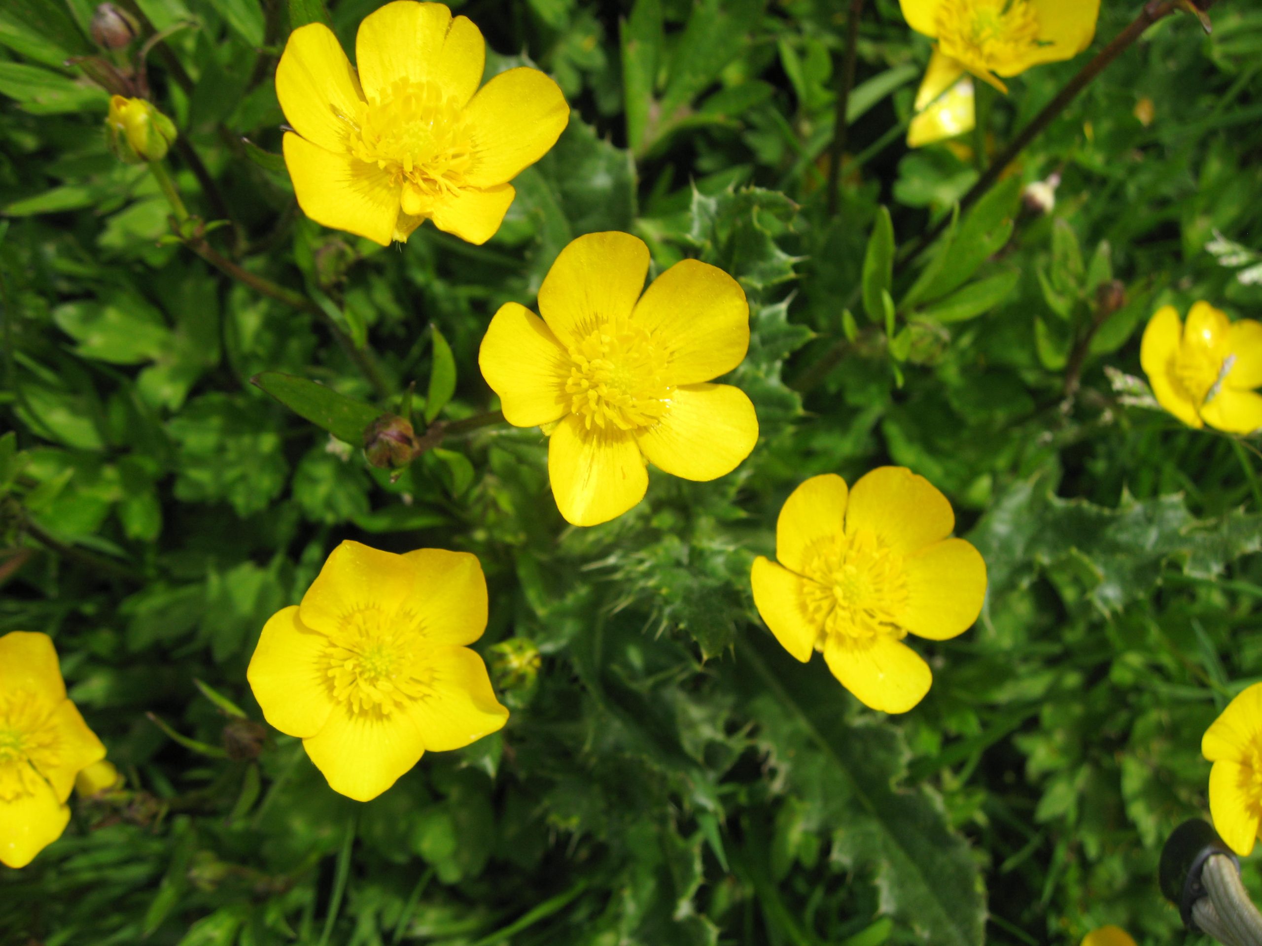 Buttercup | Plant Lore