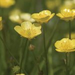 Buttercups Focus Light To Heat Their Flowers And Attract Insects