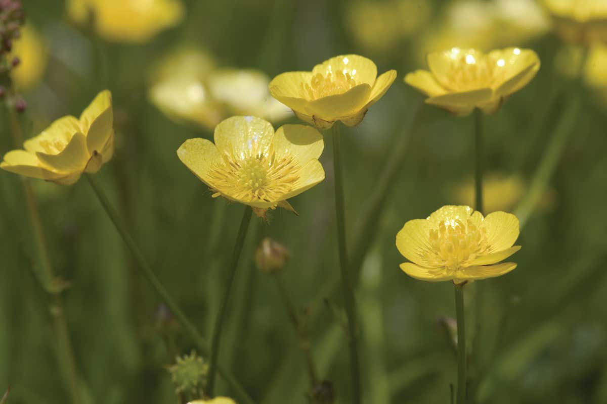 Buttercups Focus Light To Heat Their Flowers And Attract Insects