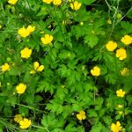 Buttercups, Ranunculus