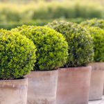 Buxus Sempervirens – Worfield Plants