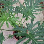Buy Philodendron Selloum Plant Online - Paling Horticulture Sdn Bhd