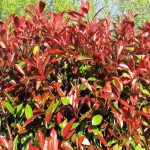 Buy Photinia X Fraseri 'Red Robin' 1.5 1.75M Tall – Available For
