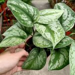 Buy Satin Pothos Online – Paling Horticulture