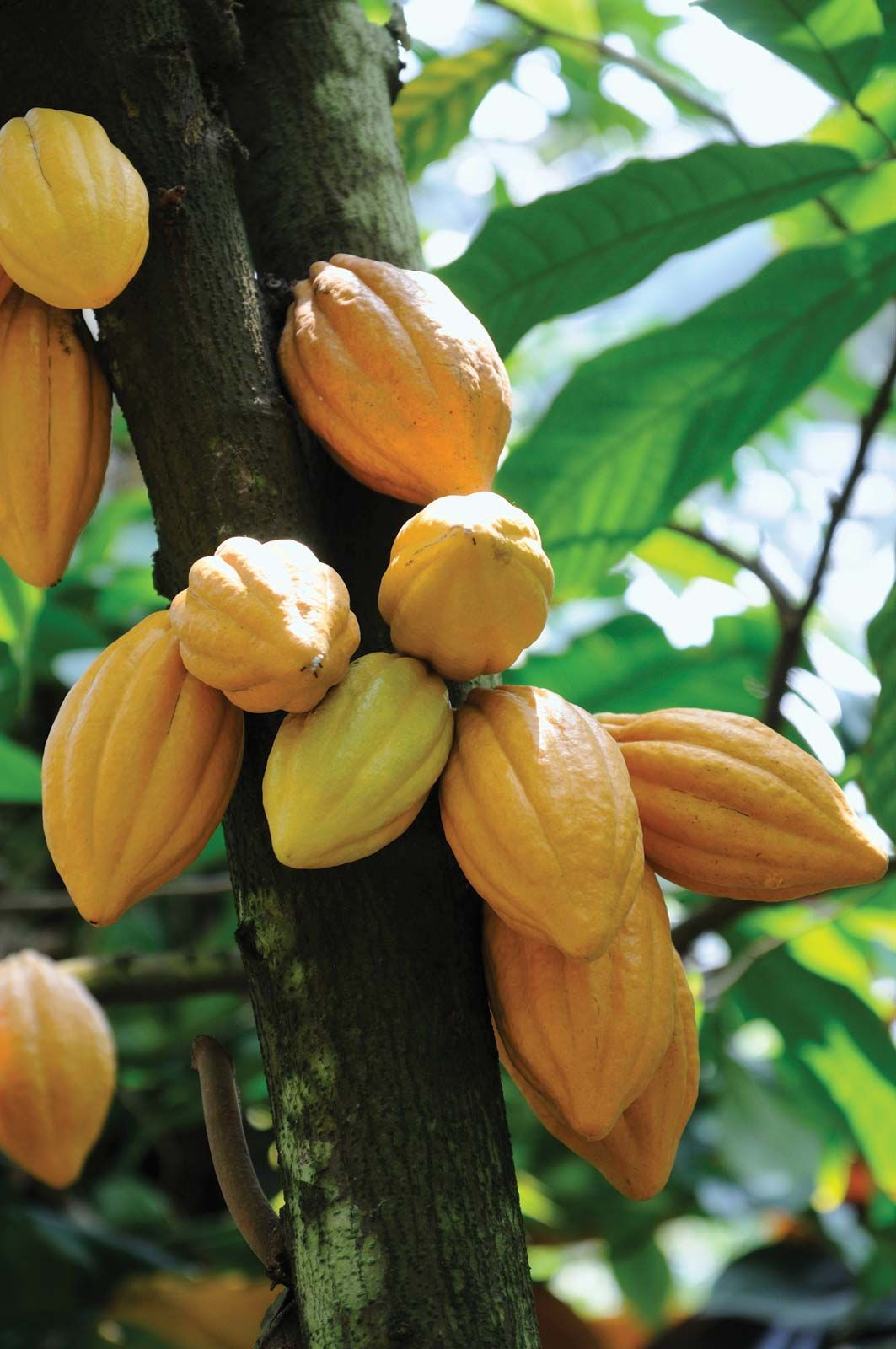Cacao | Description, Cultivation, Pests, & Diseases | Britannica
