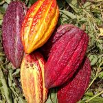 Cacao Tree (Theobroma Cacao) · Inaturalist