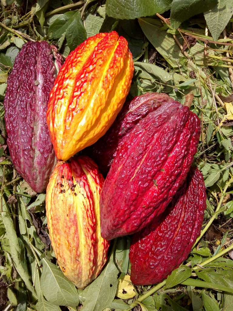 Cacao Tree (Theobroma Cacao) · Inaturalist