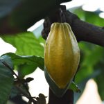 Cacao Tree – Theobroma Cacao | Plants | Kew