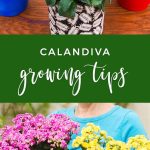 Calandiva Care And Growing Tips | Joy Us Garden | House Plant Care