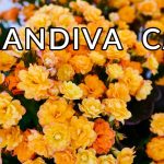 Calandiva Care & Growing Tips / Joyusgarden