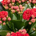 Calandiva Plant: How To Grow And Care For Beginners | Florgeous
