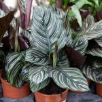 Calathea Care 101 – Bob Vila