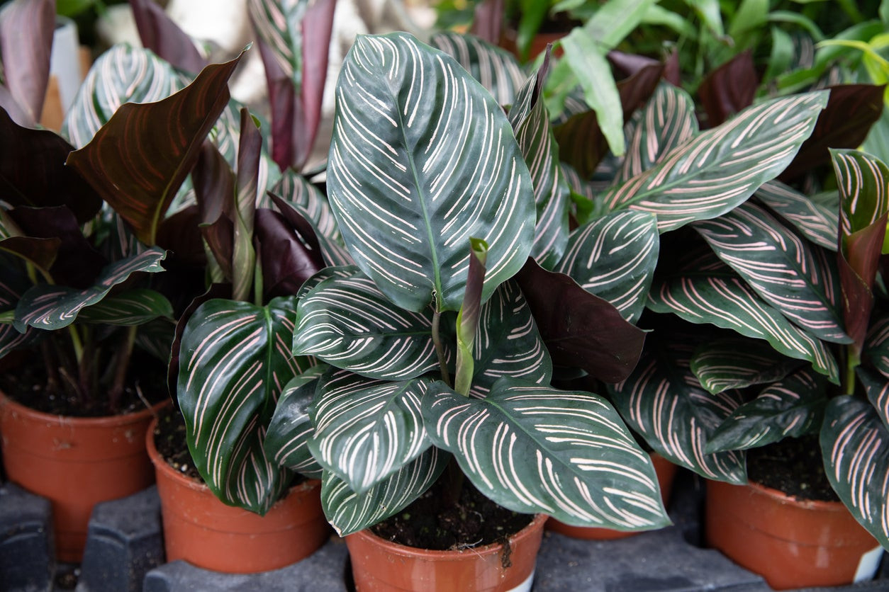 Calathea Care 101 – Bob Vila